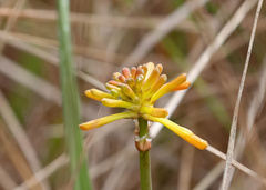 Kniphofia