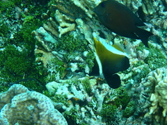 Heniochus varius