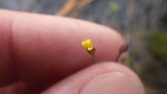 Xyris capensis