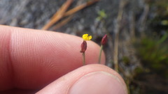 Xyris capensis