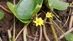 Nymphoides thunbergiana