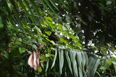 Psarocolius decumanus