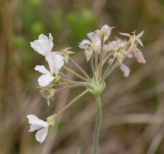 Pelargonium luridum