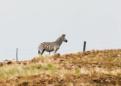 Equus quagga