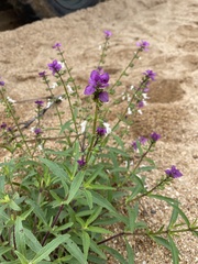 Syncolostemon bracteosus