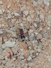 Ronisia