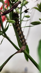 Nymphalinae