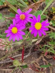 Senecio arenarius