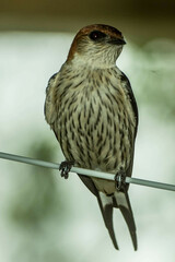 Cecropis cucullata