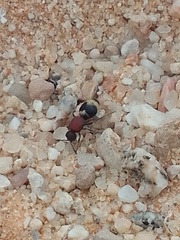 Ronisia