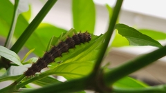 Nymphalinae