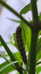 Nymphalinae