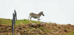 Equus quagga