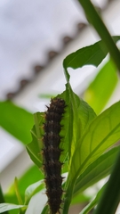 Nymphalinae