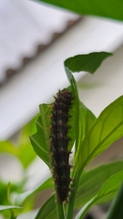 Nymphalinae