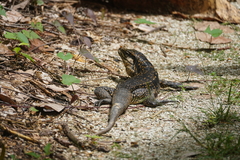 Tupinambis teguixin
