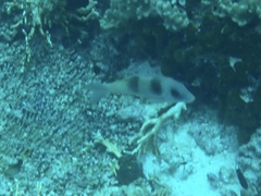 Parupeneus crassilabris