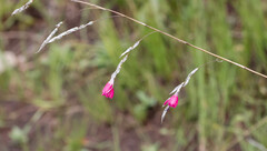 Dierama reynoldsii