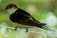 Cecropis cucullata