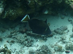 Sufflamen chrysopterum
