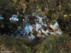 Lipophrys trigloides