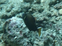 Sufflamen chrysopterum