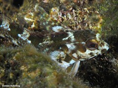 Lipophrys trigloides