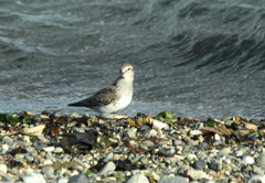 Calidris fuscicollis