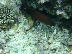 Cephalopholis urodeta