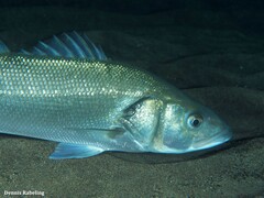 Dicentrarchus labrax