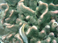 Paracirrhites forsteri