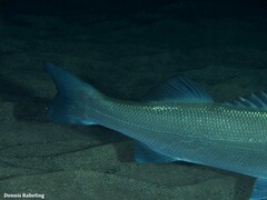 Dicentrarchus labrax