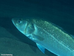 Dicentrarchus labrax