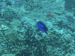 Paracanthurus hepatus
