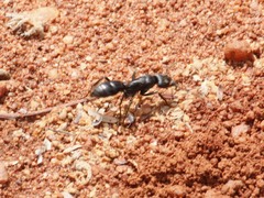 Paltothyreus tarsatus