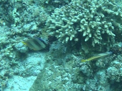 Chaetodon kleinii