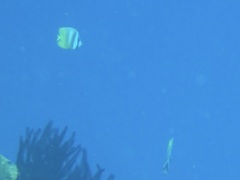 Chaetodon kleinii