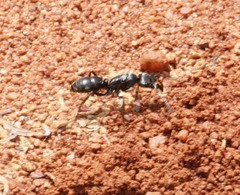 Paltothyreus tarsatus