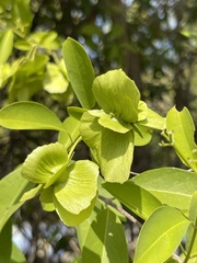 Callaeum macropterum