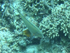 Acanthurus lineatus