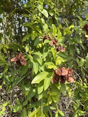 Callaeum macropterum