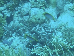 Chaetodon melannotus