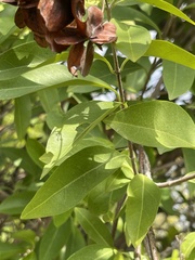 Callaeum macropterum