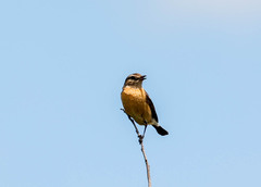 Saxicola torquatus