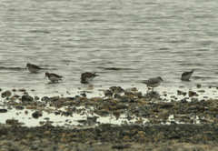 Calidris fuscicollis