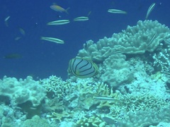 Chaetodon meyeri