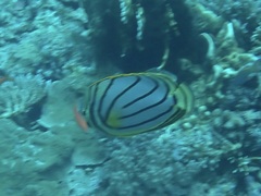 Chaetodon meyeri