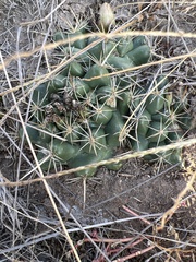 Coryphantha
