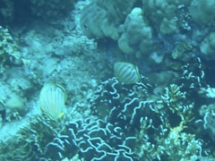 Chaetodon ornatissimus