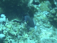 Melichthys vidua